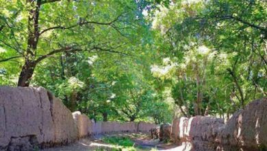 کوچه باغ سردرود