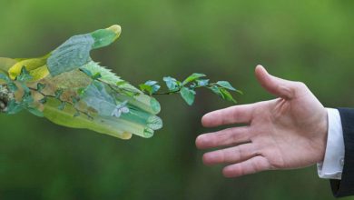 طرح نظم سبز ملی