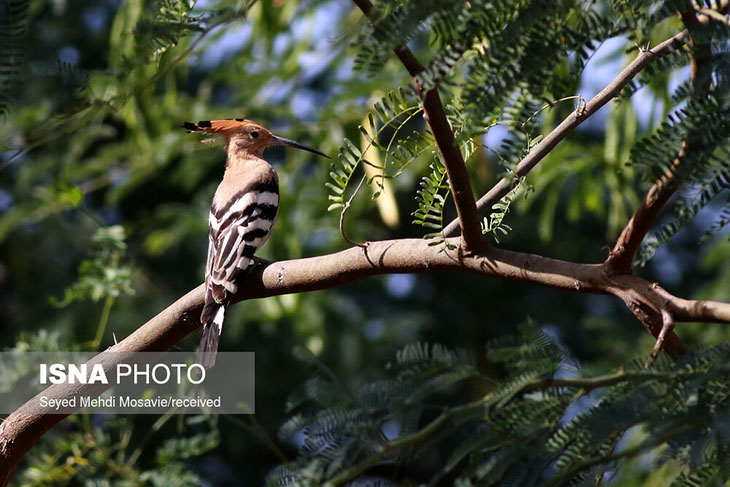 پرندگان مهاجر