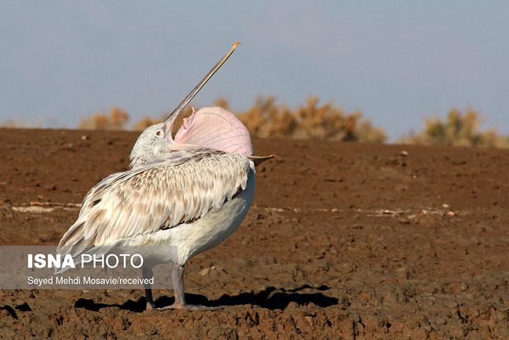 پرندگان مهاجر