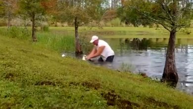 نجات سگ از دهان تمساح