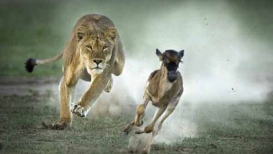 لحظه شکار شیر