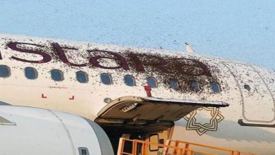 حمله زنبورها به هند