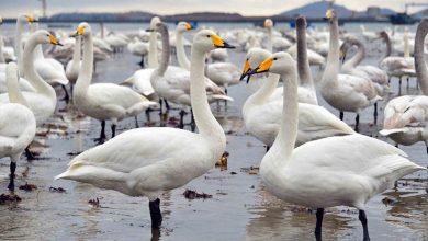 قوهای مهاجر