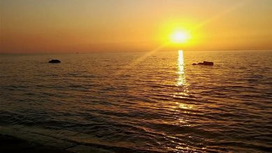 غذای دریایی بوشهر