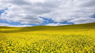 مزارع کلزا در ایلام