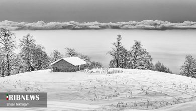 جنگل های تنکابن