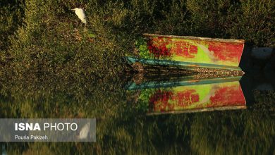 جزیره قشم جنگل حرا