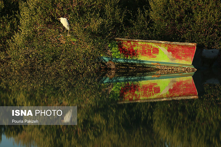 جزیره قشم جنگل حرا