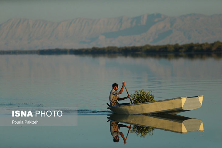 جزیره عشقم جنگل حرا