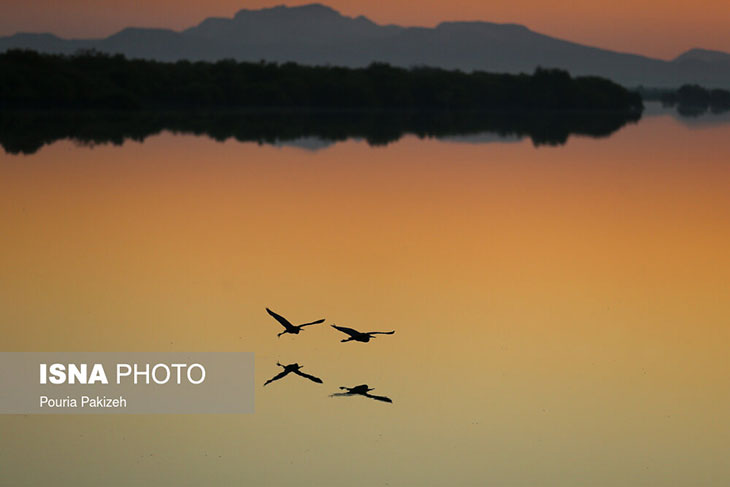 جزیره قشم جنگل حرا