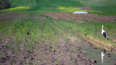 تالاب هشیلان پرندگان