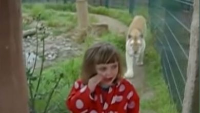 شجاعت دختربچه در مقابل ببر