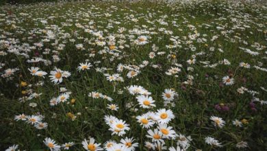 جنگل فندقلو اردبیل