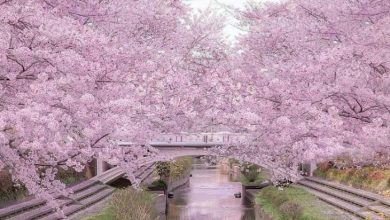 طبیعت صورتی ژاپن