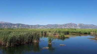 نیزارهای دریاچه مریوان