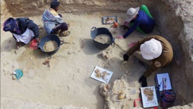 گورستان حیوانات در مصر