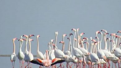 فلامینگوها