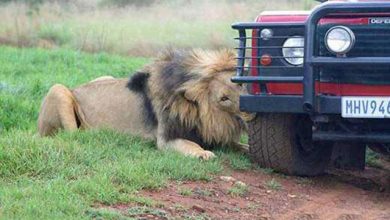 حمله شیر به راهنمای گردشگری