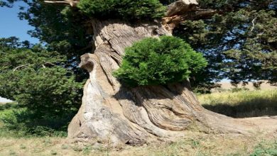 خراسان رضوی