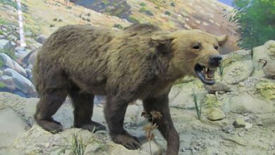 موزه حیات وحش