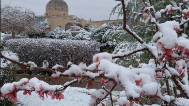 سفید پوش شدن