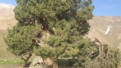 درخت ارس البرز