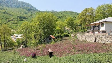 برداشت گل گاوزبان گیلان