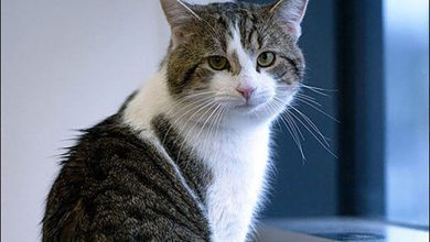 کشف خیانت با گربه