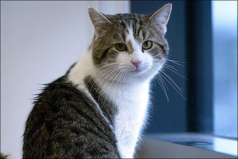 کشف خیانت با گربه