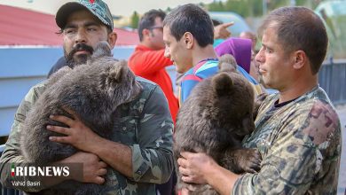 باغ وحش طبیعی قزوین