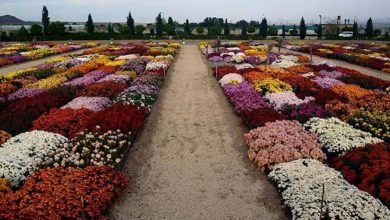 زیبایی های هلند در محلات ایران