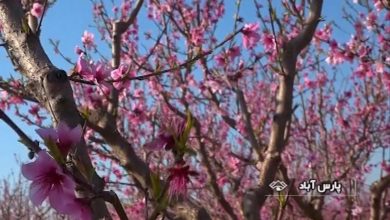 شکوفه های درختان میوه مغان