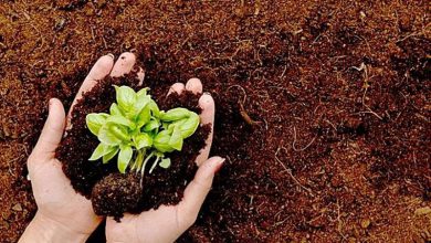 روز جهانی گیاهان