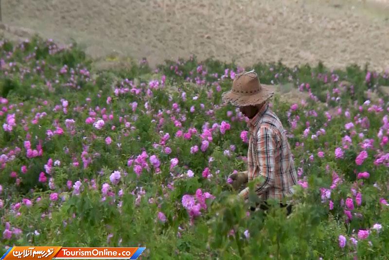 گل محمدی ساوجبلاغ