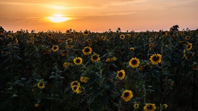 مزرعه آفتابگردان