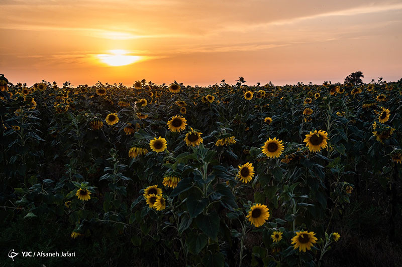 مزرعه آفتابگردان
