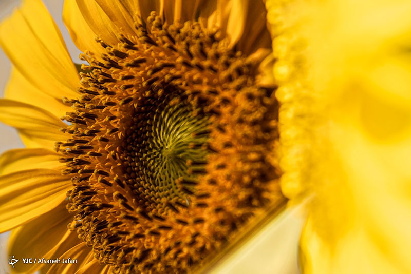 مزرعه گل آفتابگردان