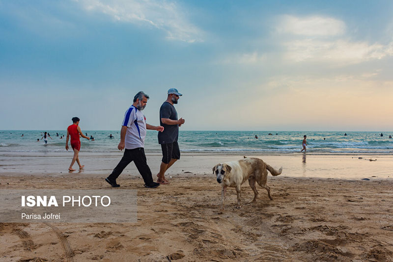 سواحل بوشهر و کرونا