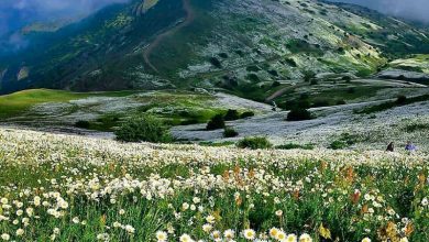 جنگل فندقلو اردبیل