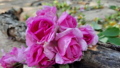 گلاب گیری مشهد