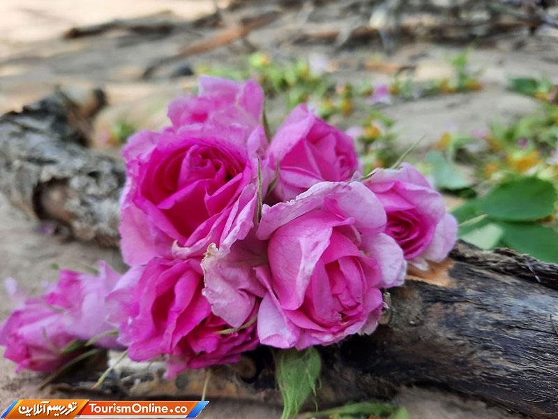 گلاب گیری مشهد