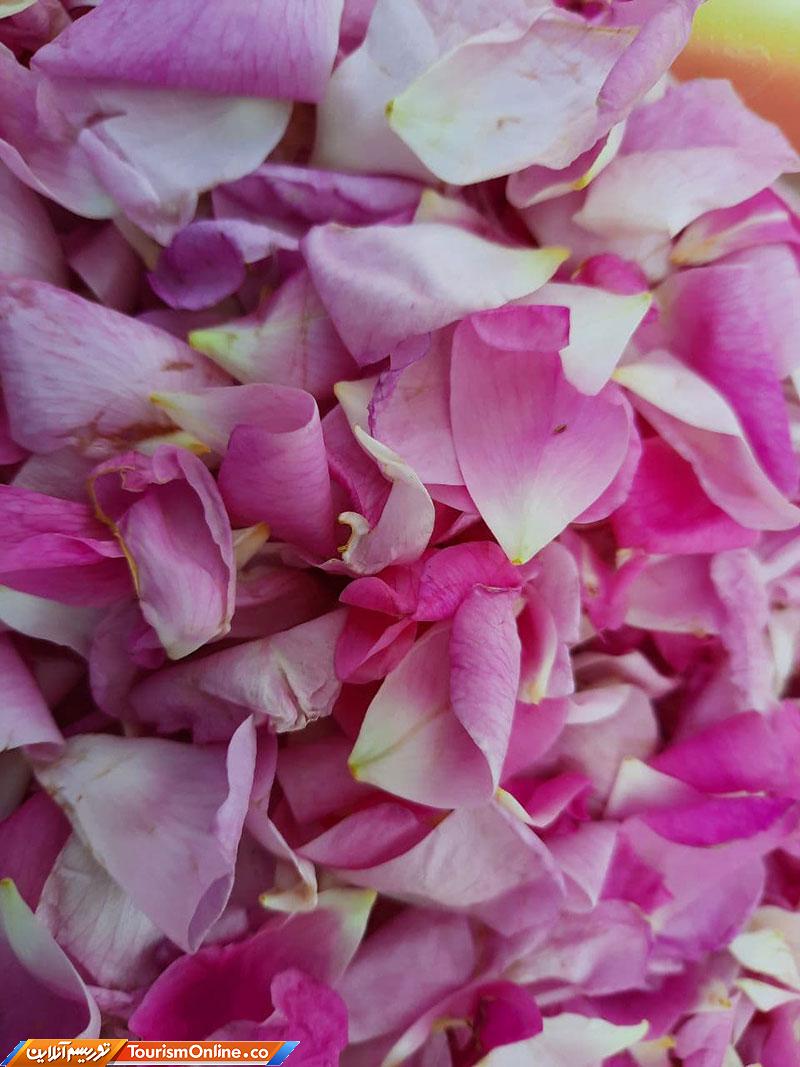 مزارع گلاب گیری مشهد