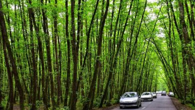 تونل چنگلی گیسوم