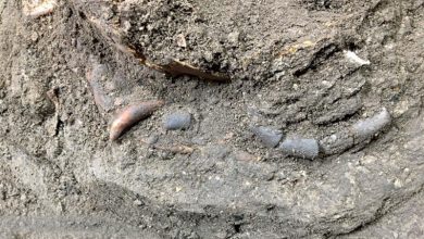 کشف اسکلت کودک