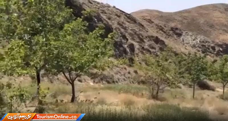 پرندگان پر صدا در شمال کشور