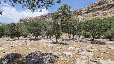 پارک گندمکار