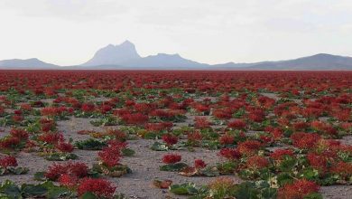 دشت ریواس شهرستان شهر بابک