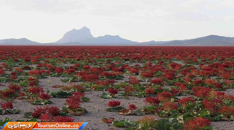 دشت ریواس شهرستان شهر بابک