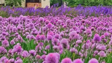 تصویری زیبا از ژاپن